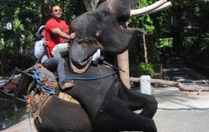 Бали Сафари и Марин Парк