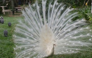 Парки острова Бали