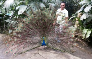 День с животными