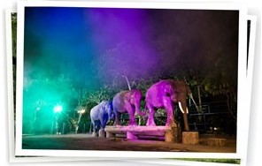 Сафари Под Звездами