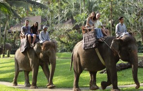 Прогулка на слонах