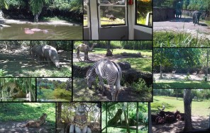 Сафари парк