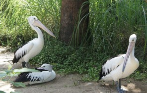 Балийский парк птиц и рептилий — Лес обезьян