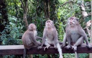 Обзорная экскурсия по Убуду