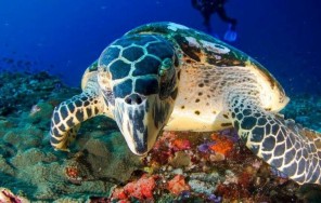 Diving на Нуса Пенида