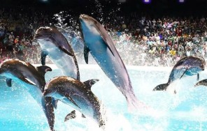 Поездка в дельфинарий