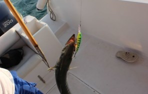 Рыбалка в Арабских Эмиратах