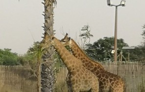 Dubai Safari Park — Зоопарк Дубай Сафари Парк