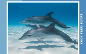 ХУРГАДА - ДОМ (БУХТА) ДЕЛЬФИНОВ