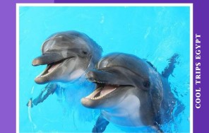 ХУРГАДА - ДЕЛЬФИНАРИЙ - ШОУ ПРОГРАММА