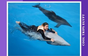 ХУРГАДА - ДЕЛЬФИНАРИЙ - ПЛАВАНЬЕ С ДЕЛЬФИНАМИ