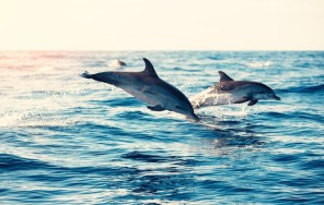 Дом дельфинов