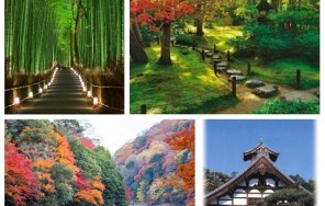 Завораживающие красоты Арасиямы.