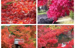 Краски осени в Киото