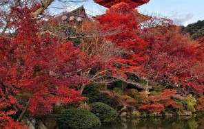 Обзорная Киото