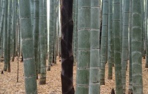 Киото. Сагано