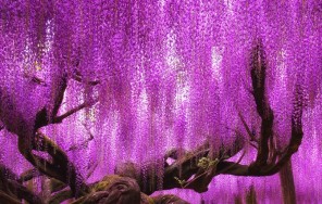 Земные звёзды