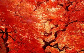 Багряные клёны