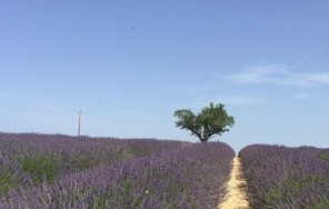 Лавандовые поля: туры в Валансоль