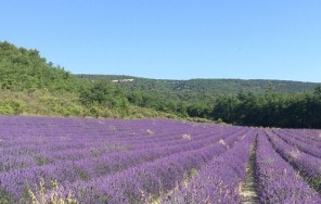 Лавандовый Прованс