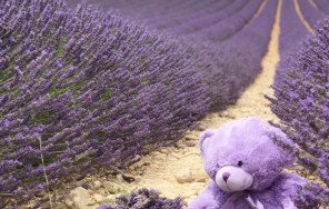 Лаванда — чудная лаванда!