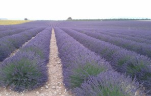 Лаванда, горная лаванда