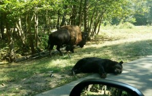 Парк-сафари Туари и замок Туари