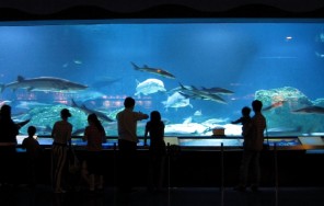 ​Пекинский Аквариум