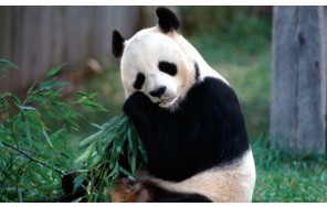 ​Пекинский Зоопарк