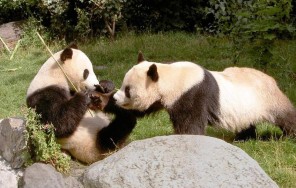 Китайская туристическая фирма