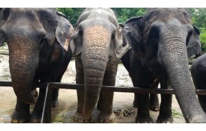 Зоопарк Khao Kheow + Сад экзотических фруктов