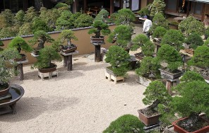 Музей искусства бонсай Сюнкаэн в Токио