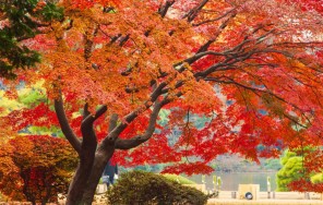 Экскурсия по саду Хаппо-эн с ужином или десертом