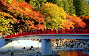 Осенний тур. Любование красными клёнами