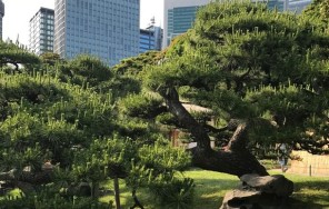 Познавательно-развлекательная по Токио