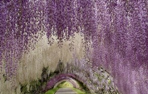 Асикага — красота природы