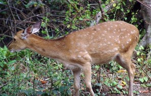 Однодневная экскурсия по мангровым лесам Канзо (Вамсат)