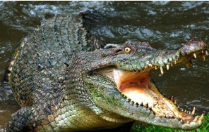 Обзорная экскурсия + ферма крокодилов