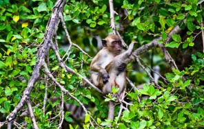 Индивидуальная экскурсия в Канжо (Мангровые леса)