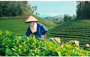 Экскурсия в город Бао Лок на водопады Дамбри и Дасара