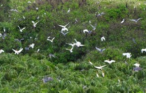 Экскурсия по мангровым лесам в национальном заповеднике Канзо (Вамсат)