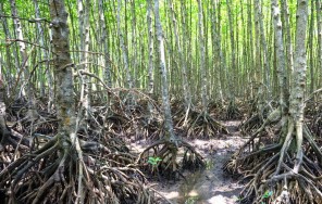 Индивидуальная экскурсия в мангровый заповедник Вам Сат (Кан Зо)